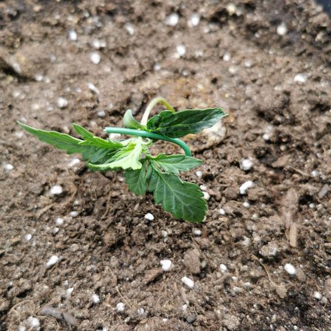 TW growlog photo: Training 