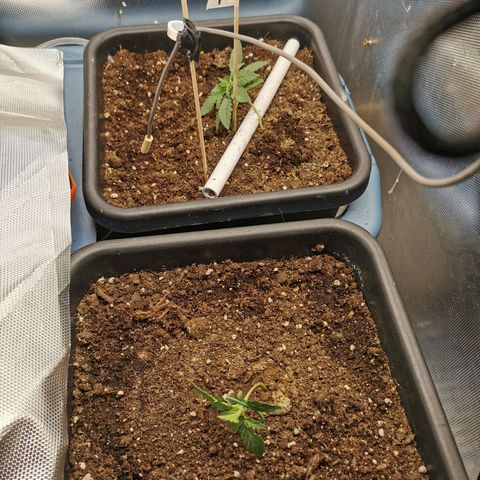 TW growlog timeline photo
