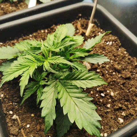TW growlog timeline photo