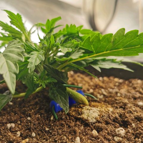 TW growlog timeline photo