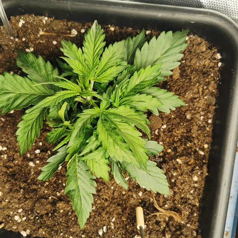 TW growlog timeline photo