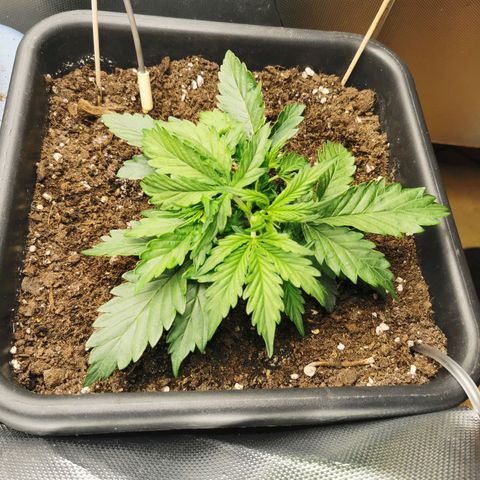 TW growlog timeline photo