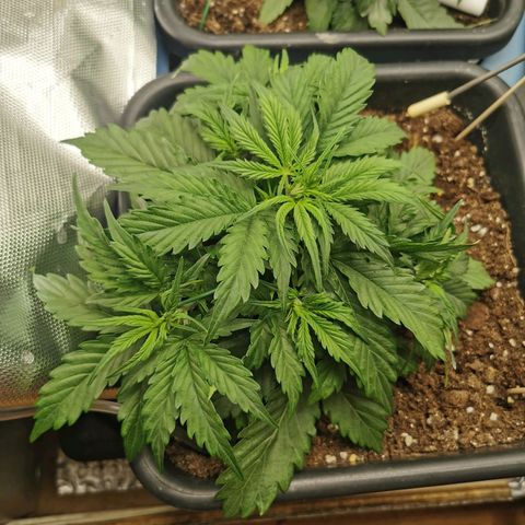 TW growlog timeline photo