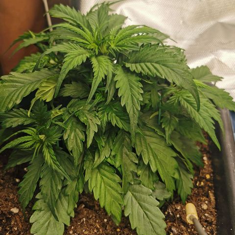 TW growlog timeline photo
