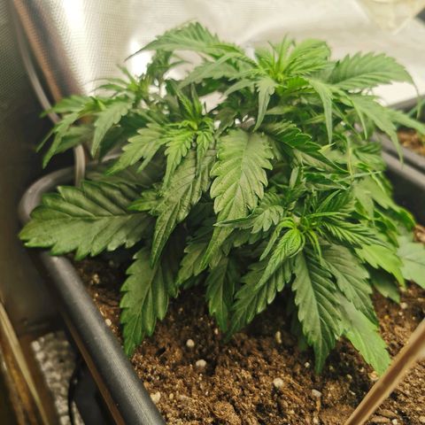TW growlog timeline photo