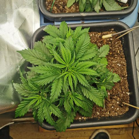 TW growlog timeline photo