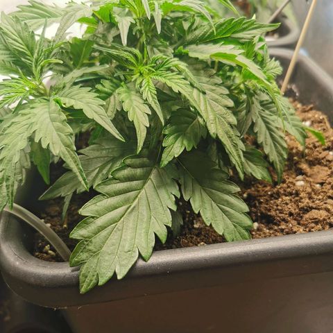 TW growlog timeline photo