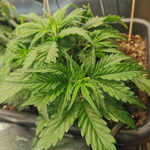 TW growlog timeline photo