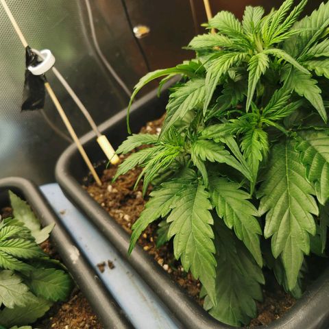 TW growlog timeline photo