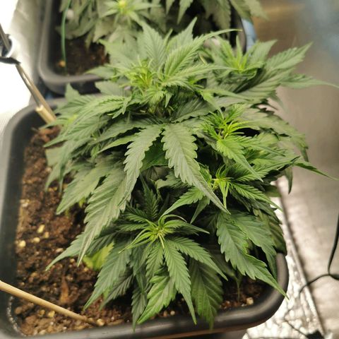 TW growlog timeline photo