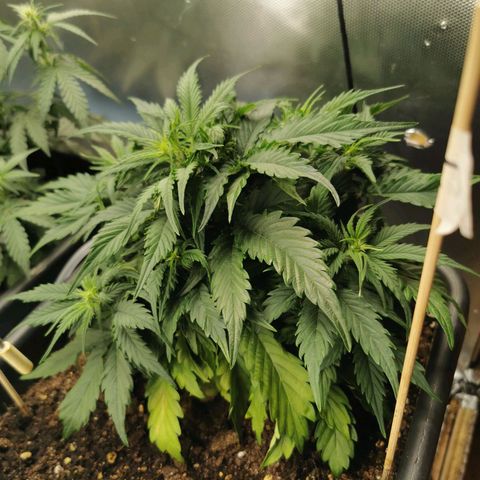 TW growlog timeline photo
