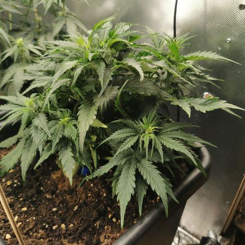 TW growlog timeline photo