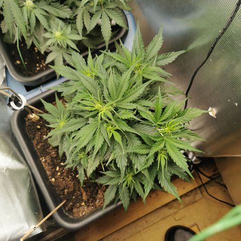 TW growlog timeline photo
