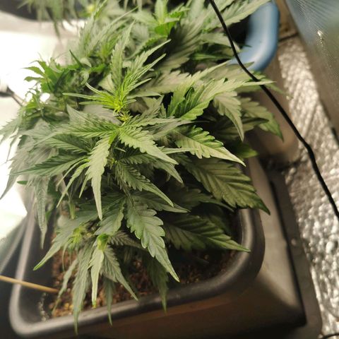 TW growlog timeline photo