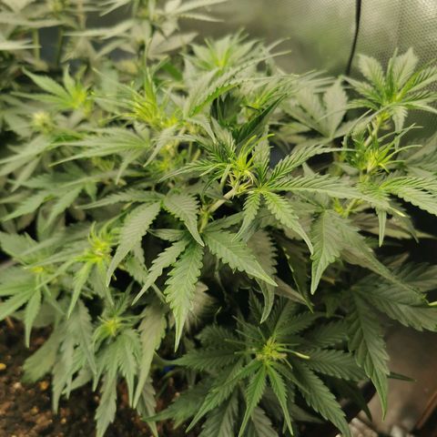 TW growlog timeline photo