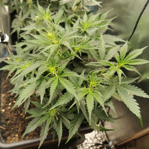 TW growlog timeline photo