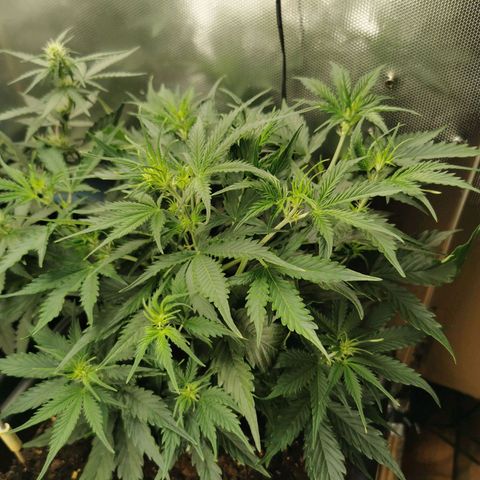 TW growlog timeline photo