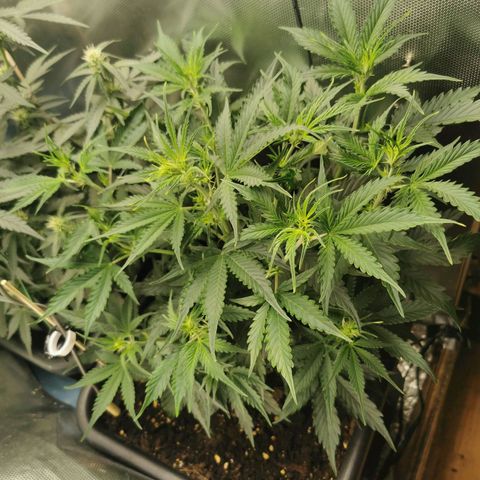 TW growlog timeline photo