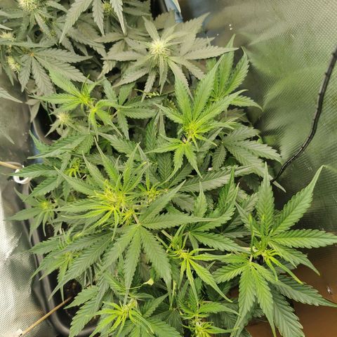 TW growlog timeline photo