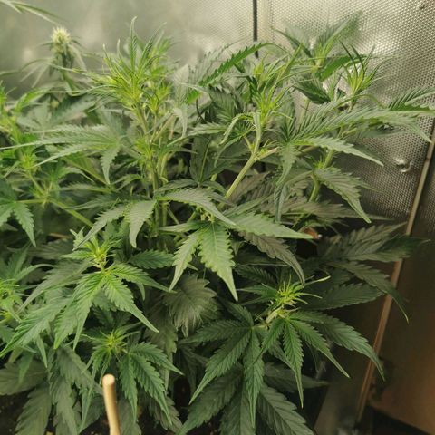 TW growlog timeline photo