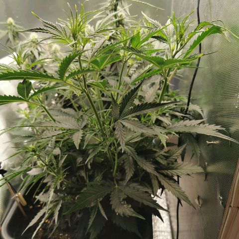 TW growlog timeline photo