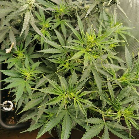 TW growlog timeline photo