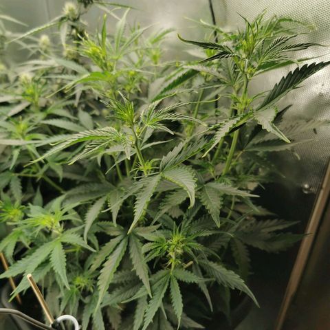 TW growlog timeline photo