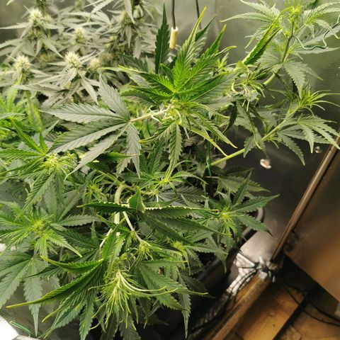 TW growlog timeline photo