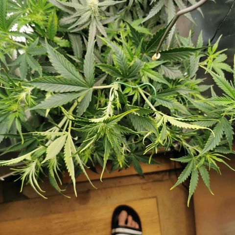 TW growlog photo: Kalong bloom 2ml/l