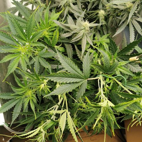TW growlog photo: Kalong bloom 2ml/l