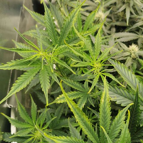 TW growlog photo: Light stress
