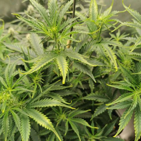 TW growlog photo: Light stress
