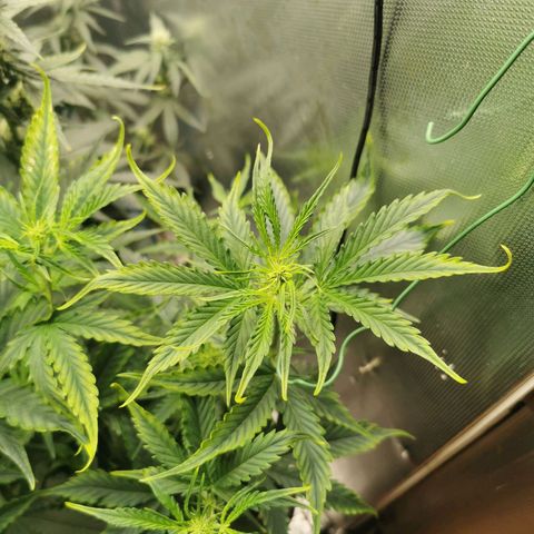 TW growlog photo: Light stress