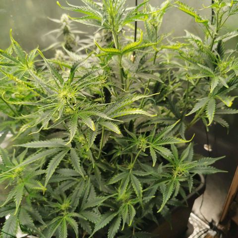 TW growlog timeline photo