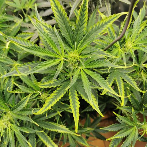 TW growlog timeline photo