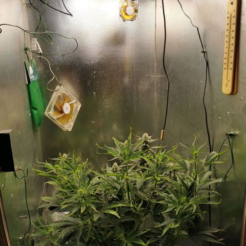 TW growlog timeline photo