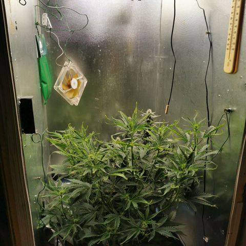 TW growlog timeline photo