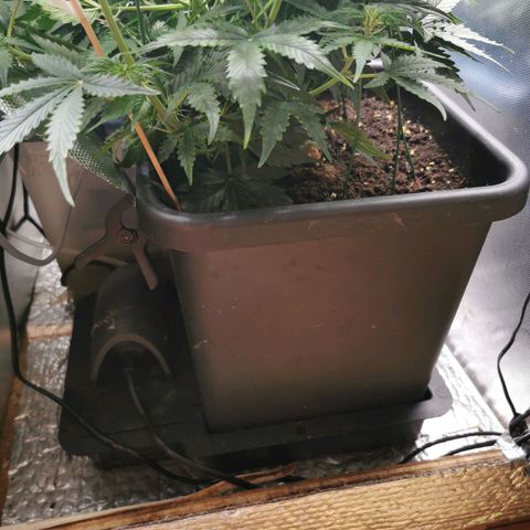 TW growlog timeline photo