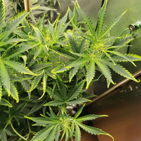 TW growlog timeline photo