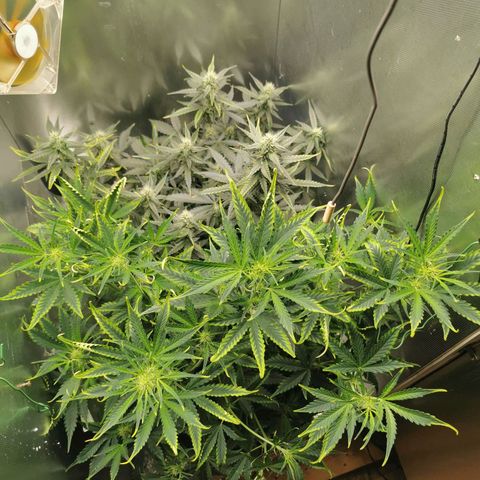 TW growlog timeline photo