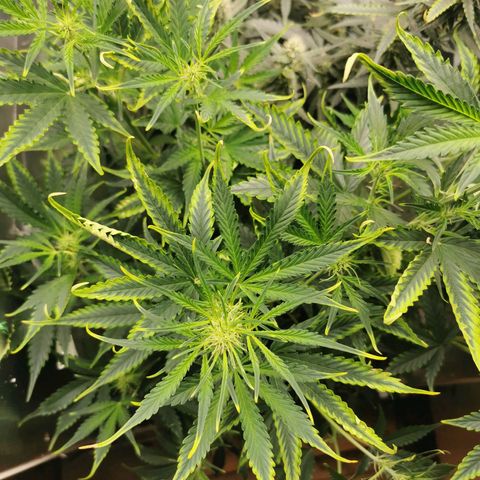 TW growlog timeline photo
