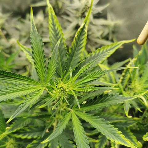 TW growlog timeline photo
