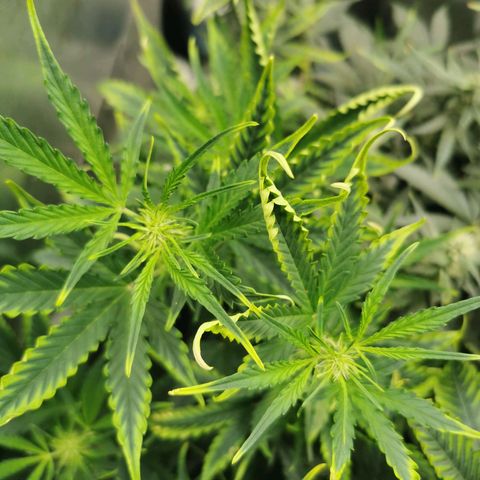 TW growlog timeline photo
