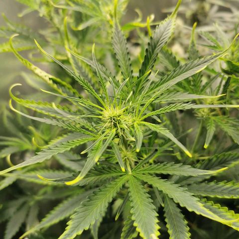 TW growlog timeline photo