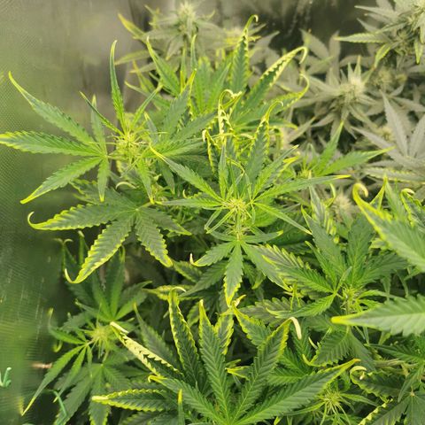 TW growlog timeline photo