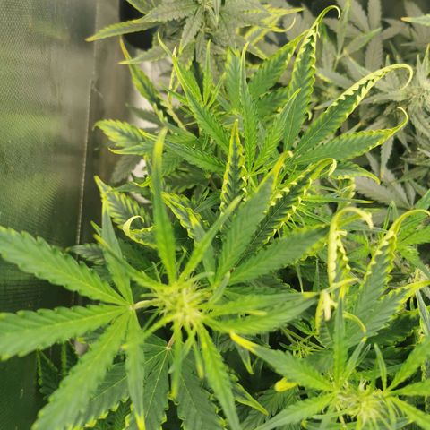 TW growlog timeline photo