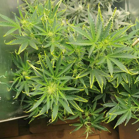 TW growlog timeline photo