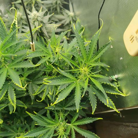 TW growlog timeline photo