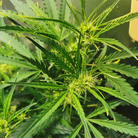 TW growlog timeline photo