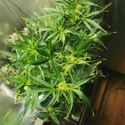 TW growlog timeline photo